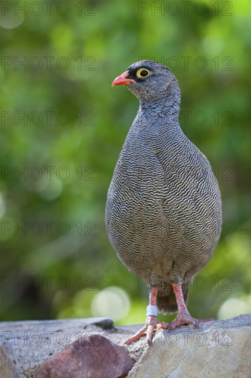 Red-billed Spurfowl (Pternistis adspersus), Namibia