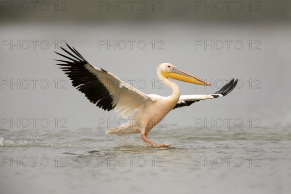 Great White Pelican (Pelecanus onocrotalus) flying, Ethiopia