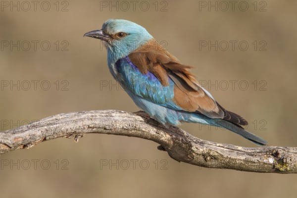 European Roller (Coracias garrulus), perched on a branch, Castile-La Mancha