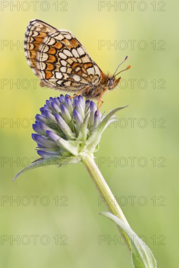 Der Westlicher Scheckenfalter (Melitaea parthenoides), Flügel-Unterseite