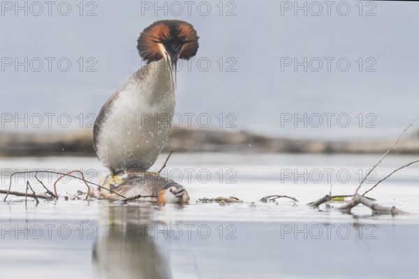 Great Crested Grebe (Podiceps cristatus) pair mating, Piedmont, Italy