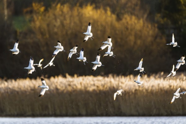 Pied Avocet, Recurvirostra avosetta, birds in flight over winter marshes