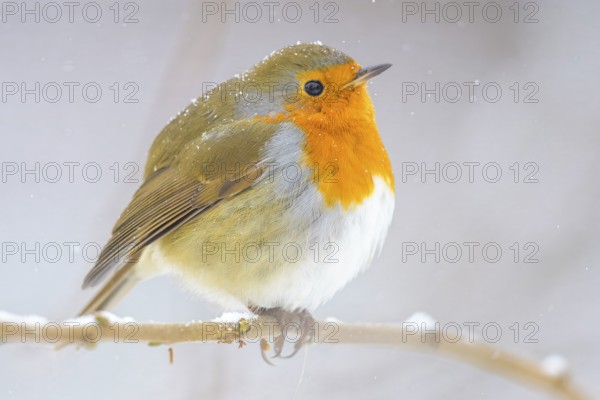 A robin (Erithacus rubecula) sits on a snow-covered branch and looks into the distance, Dümmerniederung nature park Park, Lower Saxony, Germany