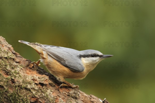 Eurasian Nuthatch (Sitta europaea), Lower Saxony, Germany