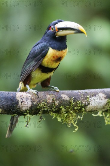 Black-necked Aracari (Pteroglossus aracari) perched on a branch, Pichincha, Ecuador