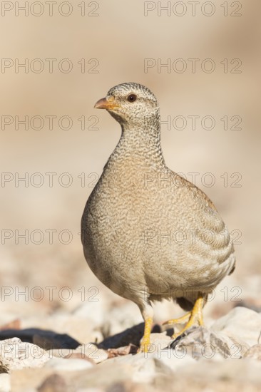 Sand Partridge (Ammoperdix heyi) female, Eilat, Israel