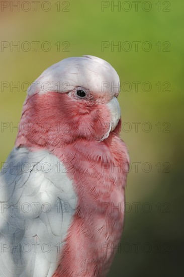 Galah (Eolophus roseicapilla) (Cacatua roseicapilla), captive, occurring in Australia
