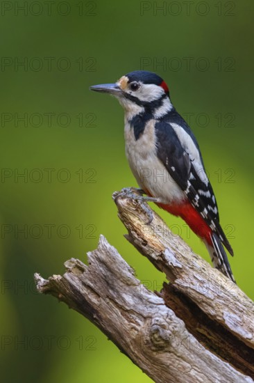Great spotted woodpecker (Dendrocopos major) Picoides major, Pic Èpeiche, Pico Picapinos, forest, Hassloch, Rhineland-Palatinate, Germany