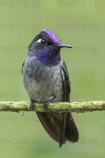 Violet-headed Hummingbird (Klais guimeti) perched on a branch in Manu National Park, Peru