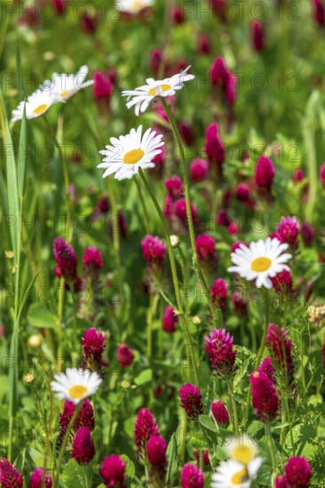 Flowering meadow with daisies (Leucanthemum) and incarnate clover (Trifolium incarnatum) in bloom, Saxony, Germany