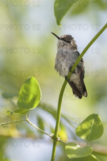 Bee Hummingbird (Mellisuga helenae) perched on a branch in Cuba