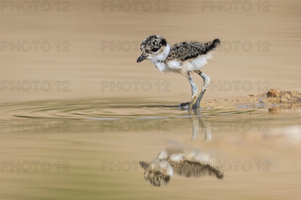 Spur-winged Lapwing (Vanellus spinosus) chick foraging, Eilat Israel