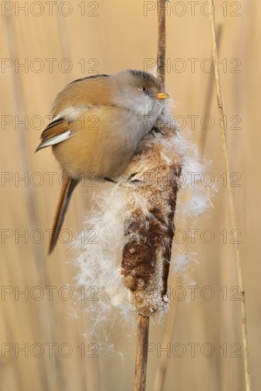 Bearded Reedling (Panurus biarmicus) female, Saxony, Germany