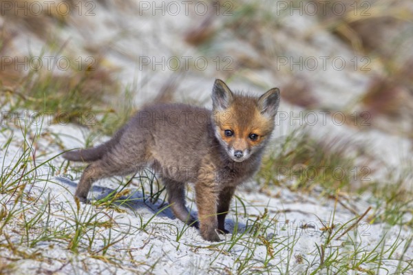Young red fox (Vulpes vulpes) kit / cub near burrow / den in the sand dunes along the coast in spring