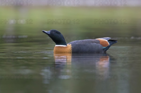Australian Shelduck (Tadorna tadornoides) male displaying, Victoria, Australia
