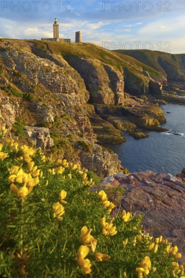 Coastal landscape with cliffs and sea, a lighthouse at Cap Frehel, gorse in the foreground, Cap Frehel, Cotes-d Armor, Brittany, France