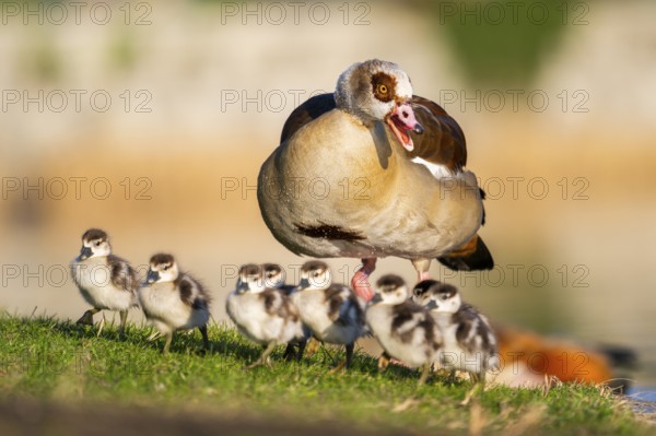 Egyptian goose (Alopochen aegyptiaca) mother with her chicks on a meadow at the shore of a lake, Bavaria, Germany