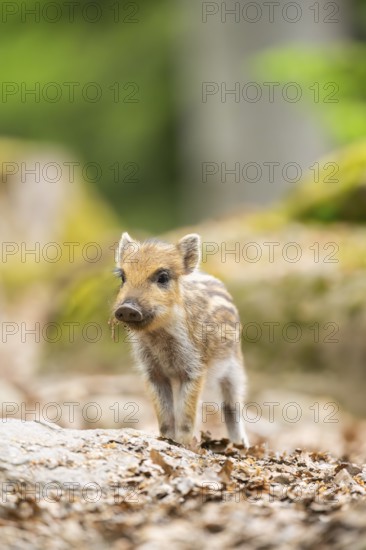 Wild boar (Sus scrofa) piglet standing in a forest, Bavaria, Germany
