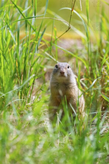 European ground squirrel (Spermophilus citellus) on a meadwo, Bavaria, Germany