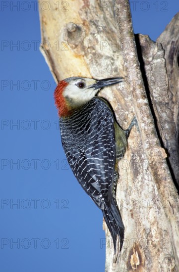 Jamaican Woodpecker Melanerpes radiolatus Montego Bay, JAMAICA April Adult Female Picidae