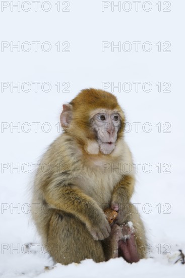 Barbary macaque or magot (Macaca sylvanus), young animal sitting in the snow and eating, winter, Azrou, Morocco