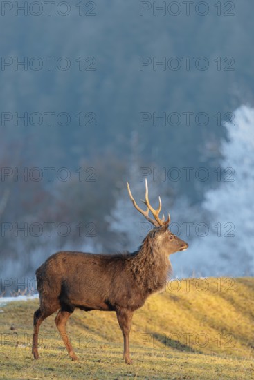 A Japanese sika deer stag (Cervus nippon nippon) stands on a meadow covered with hoarfrost in hilly terrain. A blue forest covered in hoarfrost can be seen in the background