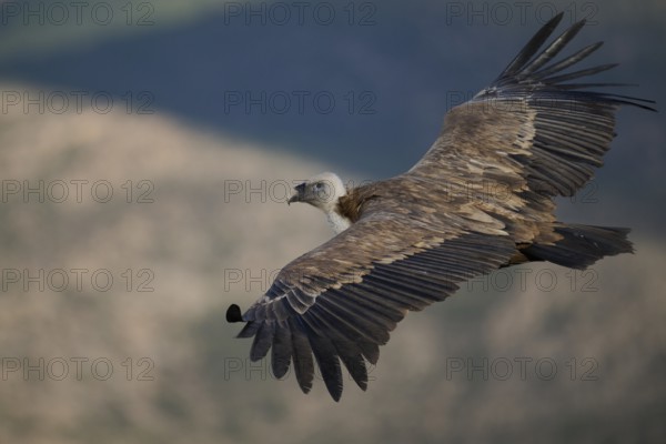 A Griffon Vulture soars over the rugged landscapes of Alicante, Spain, displaying its impressive wingspan and elegant flight patterns