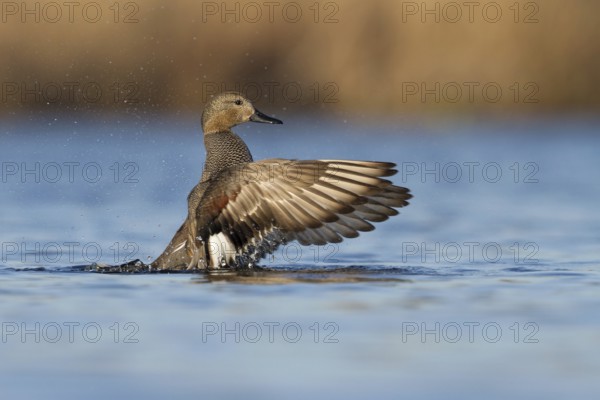 Gadwall (Mareca strepera), Utrecht, Netherlands