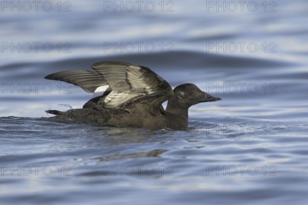 White-winged Scoter (Melanitta deglandi) female, British Columbia, Canada