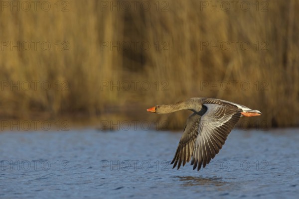 Greylag goose, Anser Anser, flight photo, lateral, Wagbachniederung, Wagh‰usl, Baden-W¸rttemberg, Germany