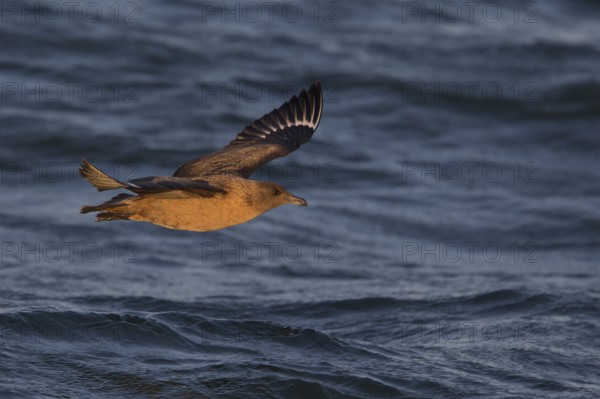 Great Skua (Stercorarius skua) flying, North Sea, Germany