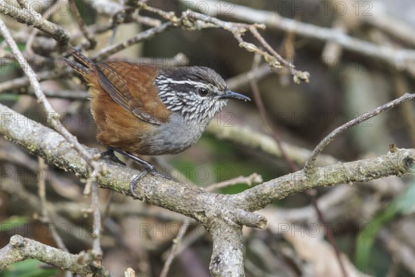 Gray-breasted Wood Wren (Henicorhina leucophrys) perched on a branch in Costa Rica