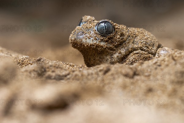 Close-up of a common spadefoot toad, Pelobates cultripes, camouflaged in a sandy environment The toad's textured skin blends seamlessly with the surrounding sand