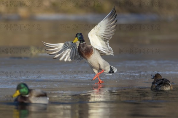 Mallard (Anas platyrhynchos) male landing on ice, Tribalj, Croatia