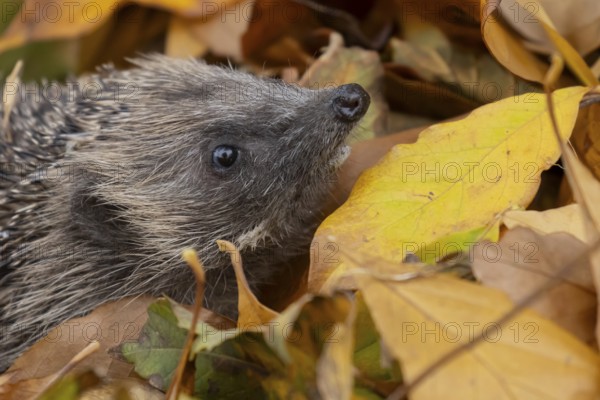 European hedgehog (Erinaceus europaeus) adult animal emerging from a pile of fallen autumn leaves in a garden, England, United Kingdom