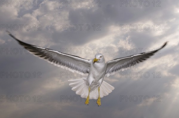 Lesser Black-backed Gull (Larus fuscus) flying, Texel, Netherlands