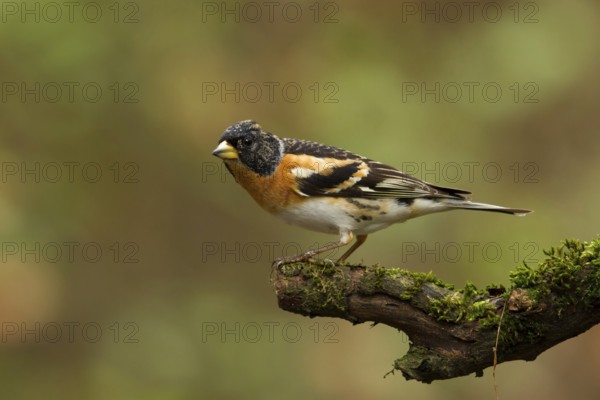 Brambling (Fringilla montifringilla) male, Utrecht, Netherlands