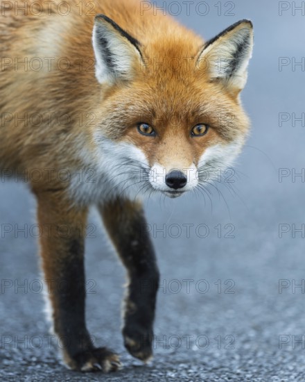 Red fox (Vulpes vulpes), hunting, winter fur, fallen game, looking for food on the road, portrait of a fox head, winter landscape, frost and snow, predator, Middle Elbe Biosphere Reserve, Saxony-Anhalt, Germany