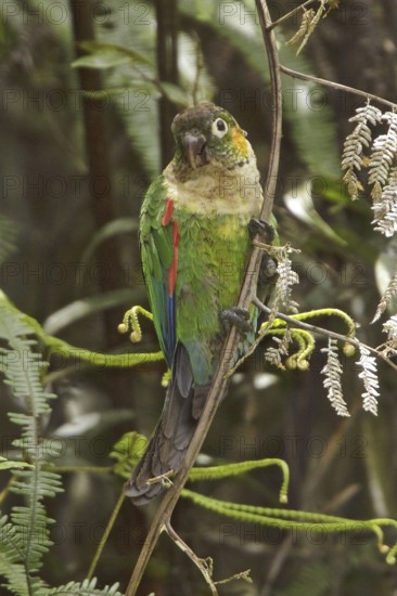 White-breasted Parakeet (Pyrrhura albipectus), Ecuador