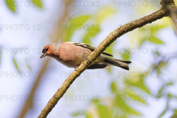 Male common chaffinch (Fringilla coelebs) sitting on a branch in spring forest with soft green background, Poland