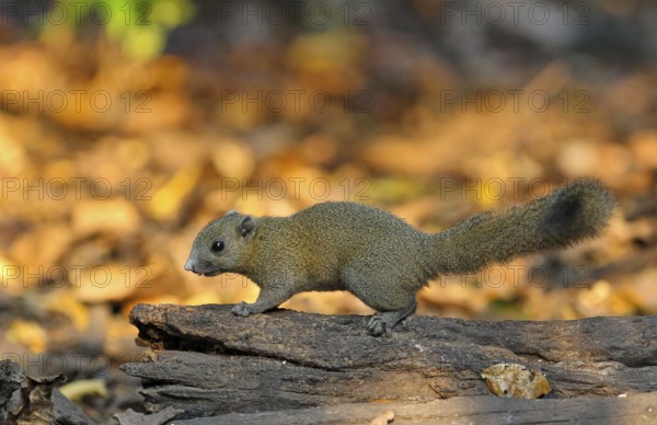 Grey-bellied Squirrel (Callosciurus caniceps) adult on fallen tree trunk, Kaeng Krachan National Park, Thailand