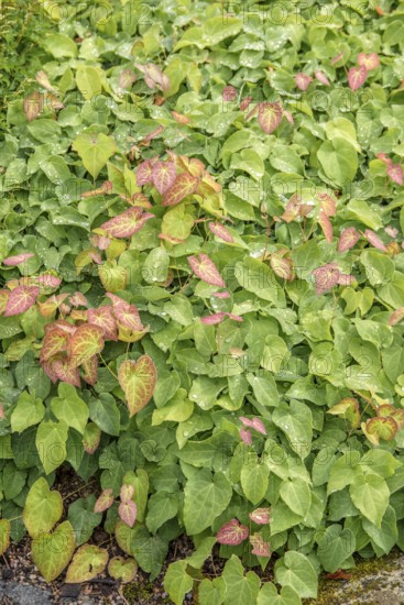 Elfenblunme (Epimedium × perralchicum 'Frohnleiten'), Merkel family, Sweden
