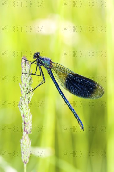 Animals, Insects, Dragonfly, Dragonflies, Banded demoiselle, Dewdrop, (Calopteryx splendens) Lower Saxony, Federal Republic of Germany