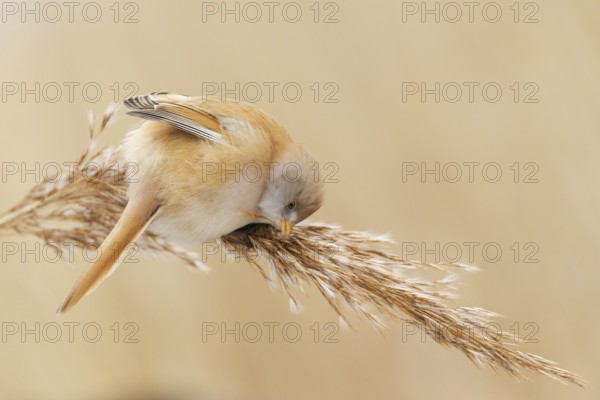 Bearded Reedling (Panurus biarmicus) female foraging, Saxony, Germany