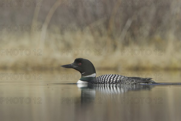 Great Northern Loon (Gavia immer), British Columbia, Canada