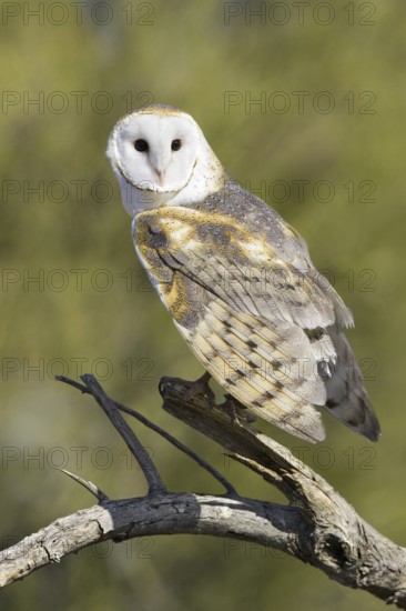 Western Barn Owl (Tyto alba), Arizona, USA
