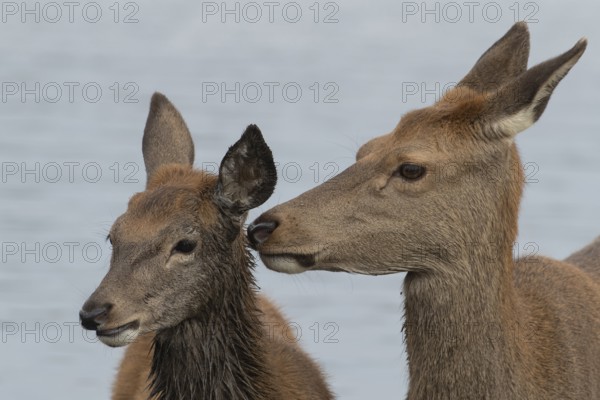 Red deer (Cervus elaphus) adult female parent animal and juvenile fawn interacting together, England, United Kingdom