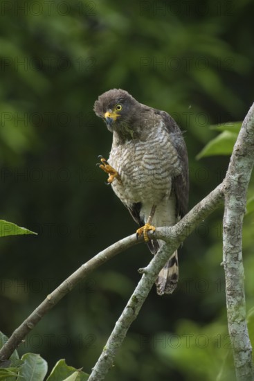 Roadside Hawk (Rupornis magnirostris), Madre de Dios, Peru