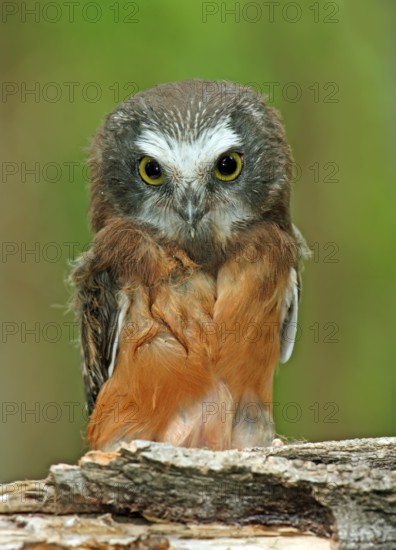 A young Northern Saw-whet Owl, Aegolius acadicus, perched on a mossy log in Prince Albert, Saskatchewan, Canada
