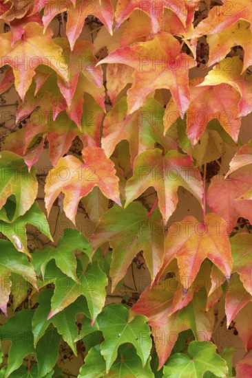 Wild Vine Red and yellow autumn leaves cover a wall and create a colourful, natural texture, Odenwald, Hesse, Germany